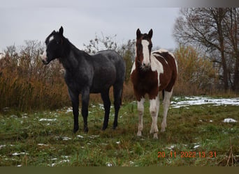 American Paint Horse, Castrone, 4 Anni, 153 cm, Tobiano-tutti i colori