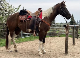 American Paint Horse, Castrone, 4 Anni, 153 cm, Tobiano-tutti i colori