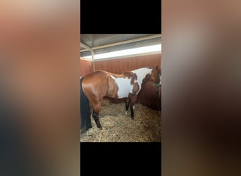 American Paint Horse, Castrone, 4 Anni, 154 cm, Pezzato