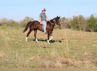 American Paint Horse, Castrone, 4 Anni, 155 cm, Morello