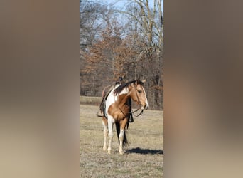 American Paint Horse, Castrone, 4 Anni, 157 cm, Pezzato