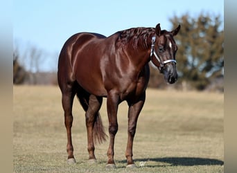 American Paint Horse, Castrone, 4 Anni, 157 cm, Sauro scuro