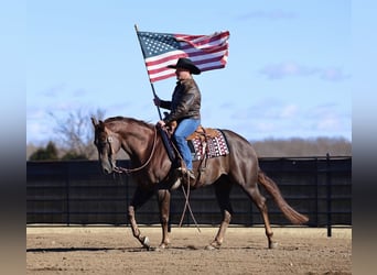 American Paint Horse, Castrone, 4 Anni, 157 cm, Sauro scuro