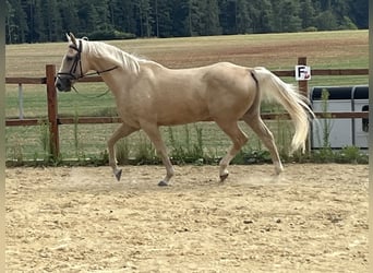 American Paint Horse, Castrone, 4 Anni, 165 cm, Palomino
