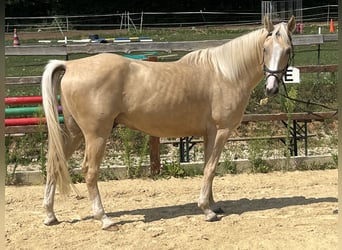 American Paint Horse, Castrone, 4 Anni, 165 cm, Palomino
