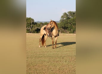 American Paint Horse, Castrone, 4 Anni, Champagne