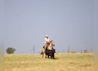 American Paint Horse, Castrone, 4 Anni, Champagne