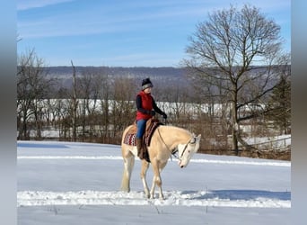 American Paint Horse, Castrone, 4 Anni, Palomino