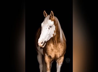 American Paint Horse, Castrone, 4 Anni, Palomino