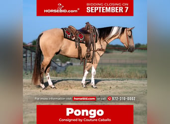 American Paint Horse, Castrone, 4 Anni, Pelle di daino