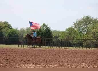 American Paint Horse, Castrone, 4 Anni, Pelle di daino