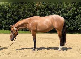 American Paint Horse, Castrone, 4 Anni, Rabicano