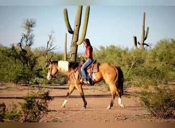 American Paint Horse, Castrone, 4 Anni, Tobiano-tutti i colori