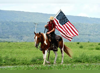 American Paint Horse, Castrone, 5 Anni, 142 cm, Pezzato