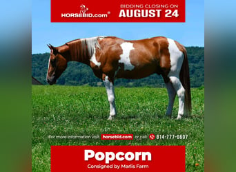 American Paint Horse, Castrone, 5 Anni, 142 cm, Pezzato