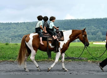 American Paint Horse, Castrone, 5 Anni, 142 cm, Pezzato
