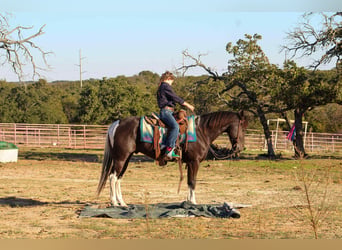 American Paint Horse, Castrone, 5 Anni, 142 cm, Tobiano-tutti i colori