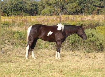 American Paint Horse, Castrone, 5 Anni, 142 cm, Tobiano-tutti i colori