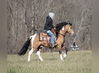 American Paint Horse Mix, Castrone, 5 Anni, 150 cm, Pezzato