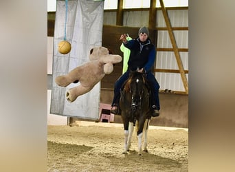 American Paint Horse, Castrone, 5 Anni, 150 cm, Pezzato