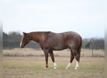 American Paint Horse, Castrone, 5 Anni, 150 cm