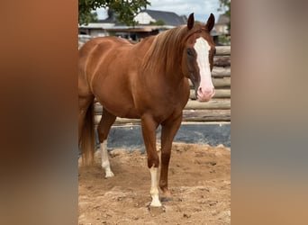 American Paint Horse, Castrone, 5 Anni, 154 cm, Sauro