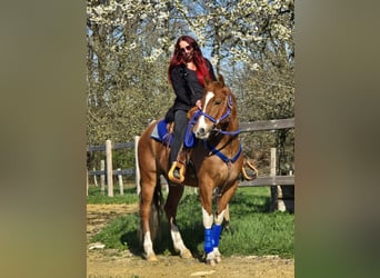 American Paint Horse Mix, Castrone, 5 Anni, 155 cm, Pezzato