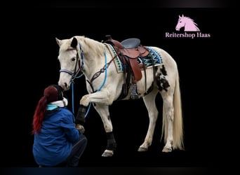 American Paint Horse Mix, Castrone, 5 Anni, 156 cm, Pezzato