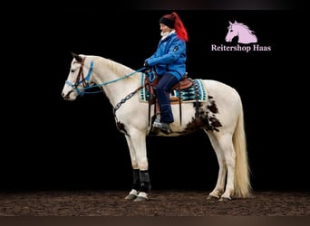 American Paint Horse Mix, Castrone, 5 Anni, 156 cm, Pezzato