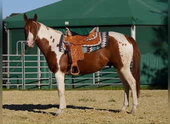 American Paint Horse, Castrone, 5 Anni, 156 cm, Tobiano-tutti i colori