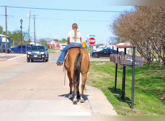 American Paint Horse, Castrone, 5 Anni, 157 cm, Falbo