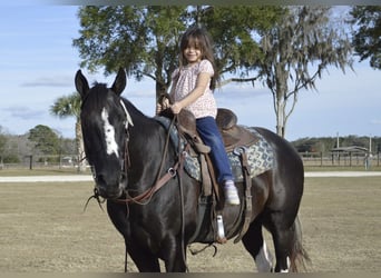 American Paint Horse, Castrone, 5 Anni, 157 cm, Morello