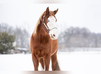 American Paint Horse, Castrone, 5 Anni, 157 cm, Overo-tutti i colori