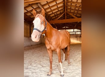 American Paint Horse, Castrone, 5 Anni, 157 cm, Overo-tutti i colori