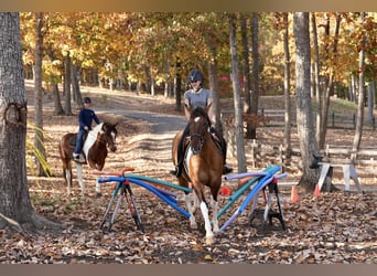 American Paint Horse Mix, Castrone, 5 Anni, 157 cm, Pezzato