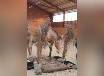 American Paint Horse, Castrone, 5 Anni, 158 cm, Champagne