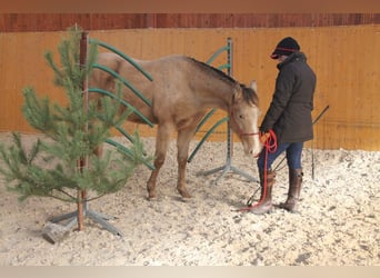 American Paint Horse, Castrone, 5 Anni, 158 cm, Champagne