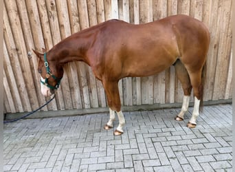 American Paint Horse, Castrone, 5 Anni, 160 cm, Sauro