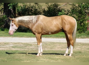 American Paint Horse, Castrone, 5 Anni, Palomino