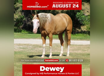 American Paint Horse, Castrone, 5 Anni, Palomino