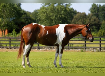 American Paint Horse, Castrone, 5 Anni, Pezzato