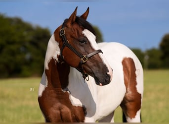 American Paint Horse, Castrone, 5 Anni, Pezzato