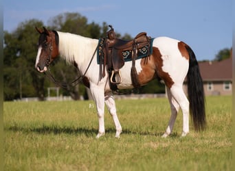 American Paint Horse, Castrone, 5 Anni, Pezzato