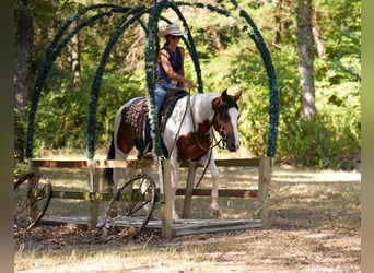 American Paint Horse, Castrone, 5 Anni, Pezzato