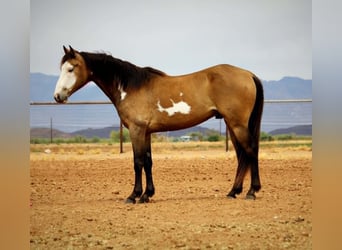 American Paint Horse, Castrone, 6 Anni, 142 cm, Overo-tutti i colori