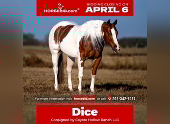 American Paint Horse, Castrone, 6 Anni, 145 cm, Pezzato