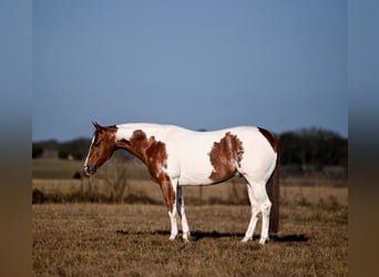 American Paint Horse, Castrone, 6 Anni, 145 cm, Pezzato