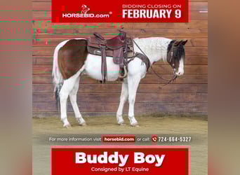 American Paint Horse, Castrone, 6 Anni, 145 cm, Pezzato