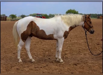 American Paint Horse, Castrone, 6 Anni, 147 cm, Pezzato