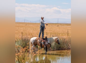 American Paint Horse, Castrone, 6 Anni, 147 cm, Pezzato